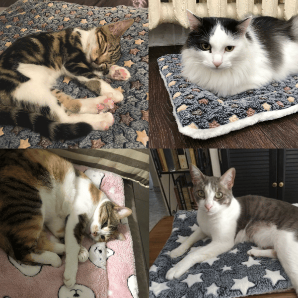 ComfyCats™- Kuschelige  Beruhigende Katzendecke (50% RABATT)